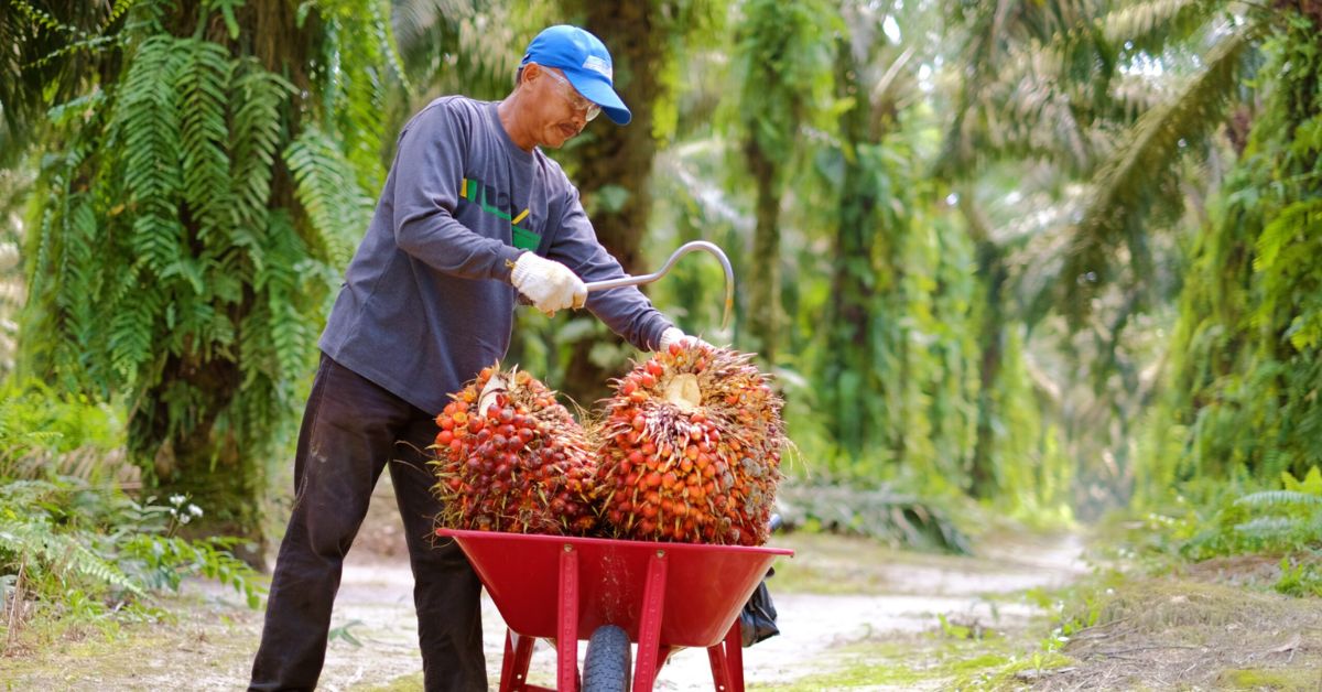 kebun kelapa sawit di indonesia - TradeInt kebun kelapa sawit di indonesia