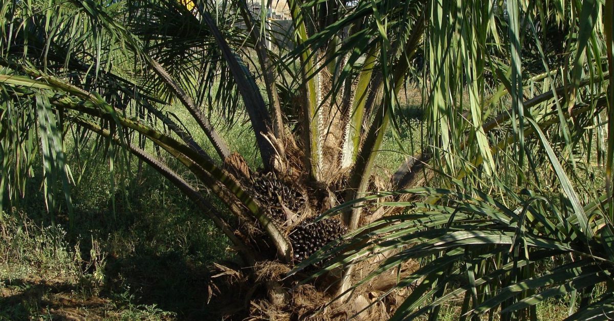 perkebunan kelapa sawit di indonesia - TradeInt perkebunan kelapa sawit di indonesia