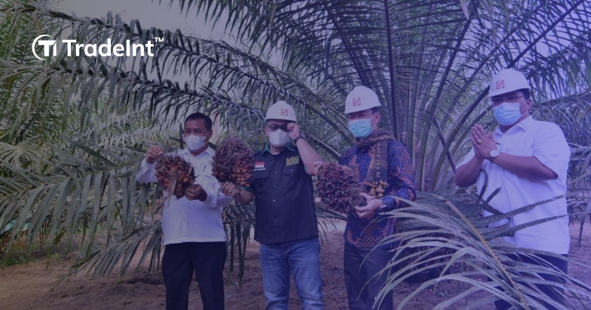 kondisi industri sawit indonesia pasca penerapan tarif impor dagang AS - TradeInt kondisi industri sawit indonesia pasca penerapan tarif impor dagang AS